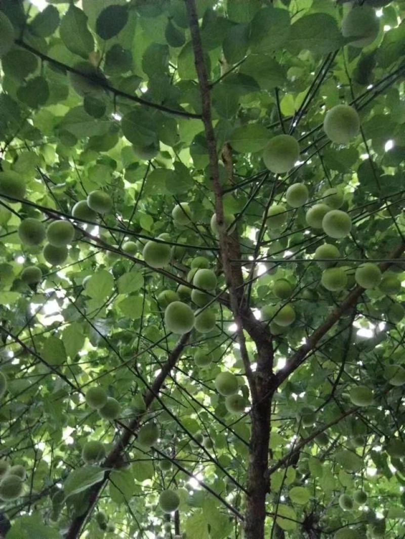青梅，青竹梅，产地直发，量大从优，品质保证！欢迎咨询！