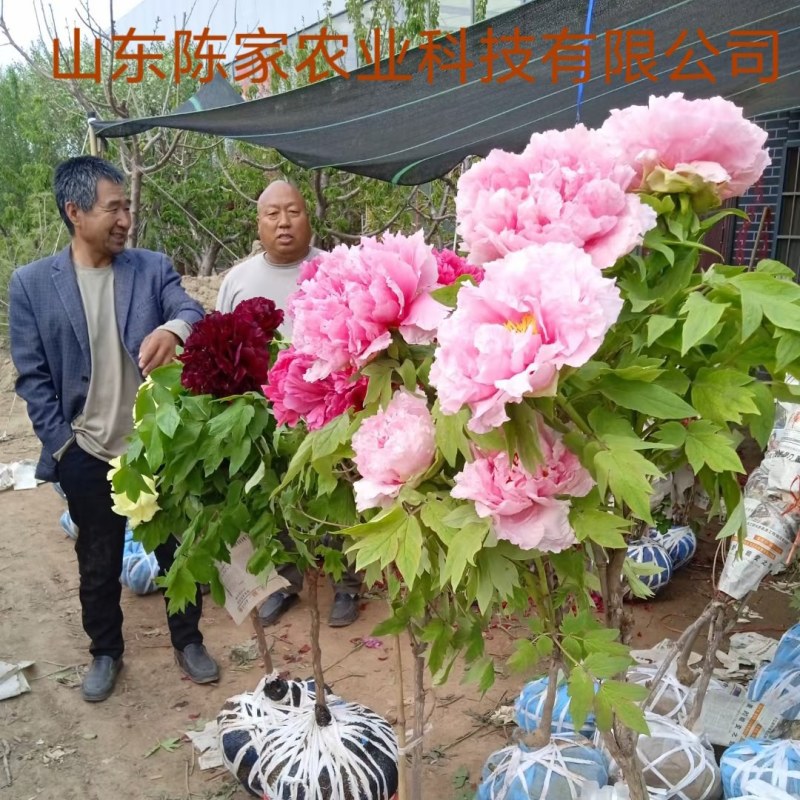 牡丹花苗盆栽大苗洛阳正宗带花苞牡丹四季牡丹重瓣花卉牡丹花