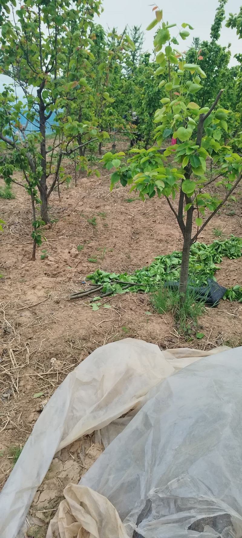 山东晚秋梨树