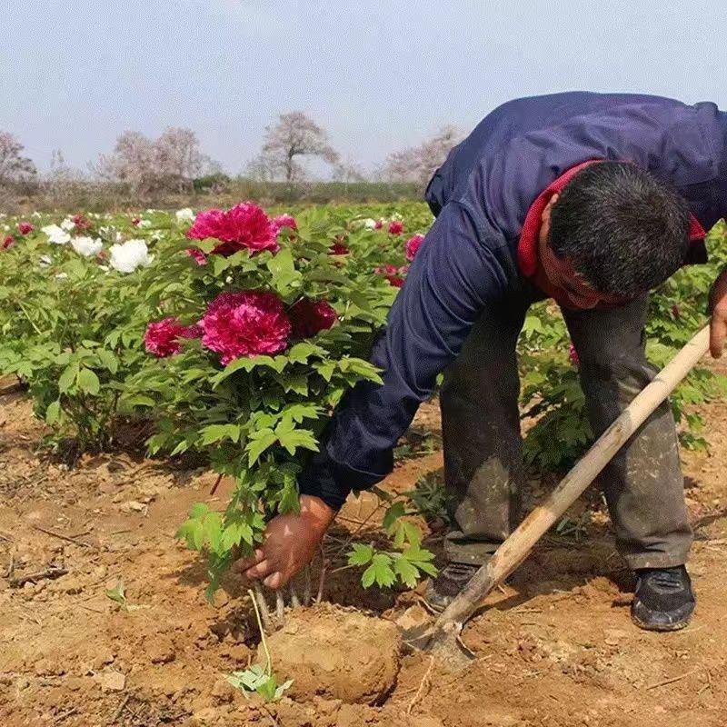 牡丹花苗盆栽大苗洛阳正宗带花苞牡丹四季牡丹重瓣花卉牡丹花