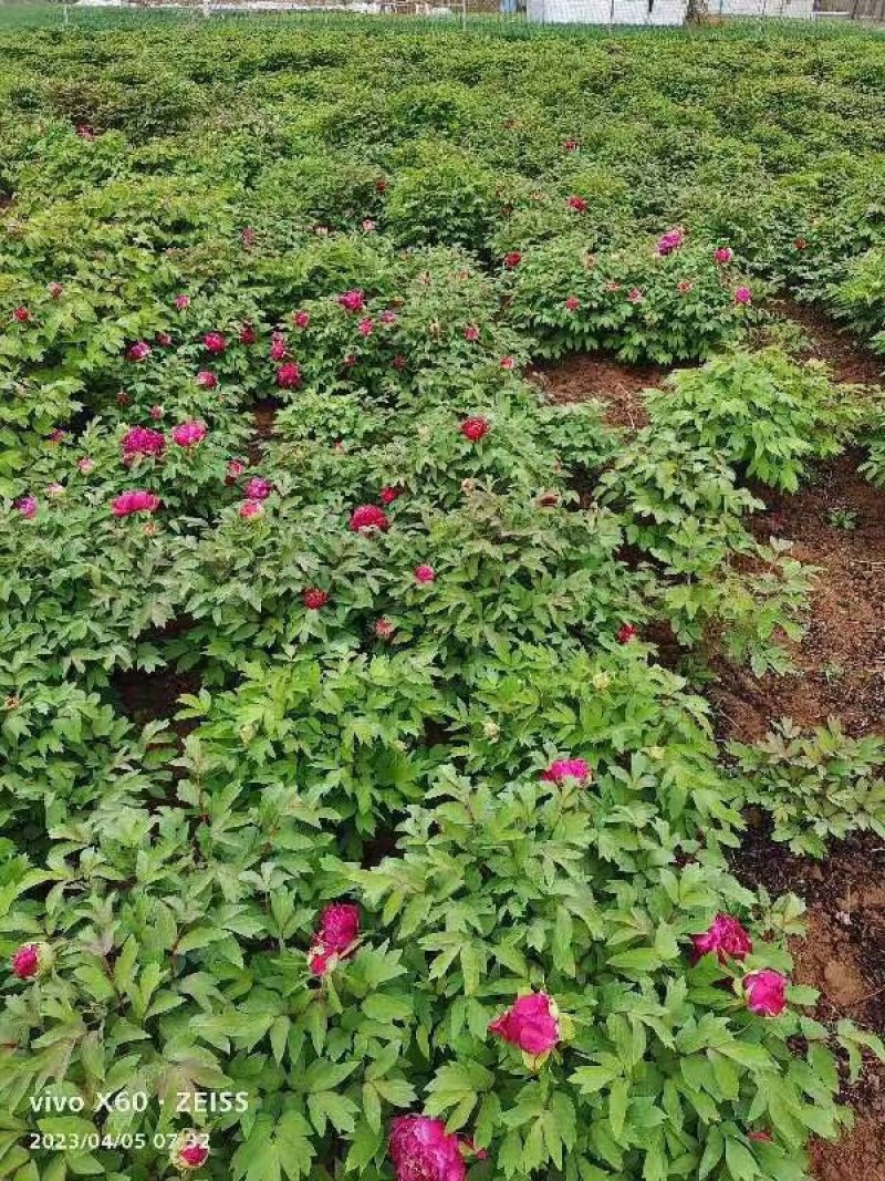 牡丹花苗盆栽大苗洛阳正宗带花苞牡丹四季牡丹重瓣花卉牡丹花