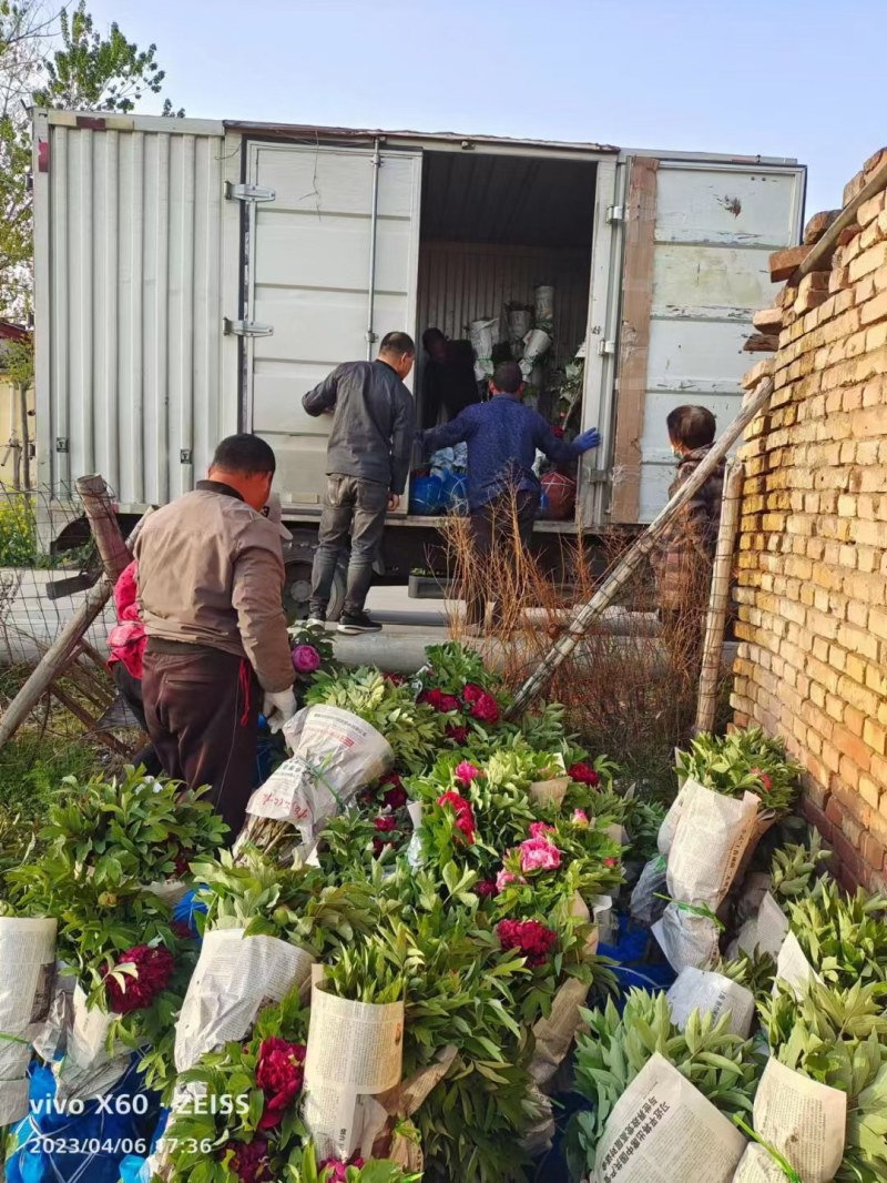 牡丹花苗盆栽大苗洛阳正宗带花苞牡丹四季牡丹重瓣花卉牡丹花