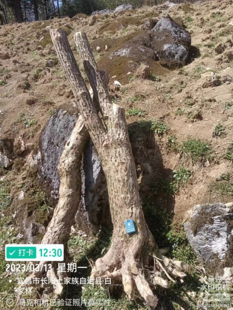 五彩锦带