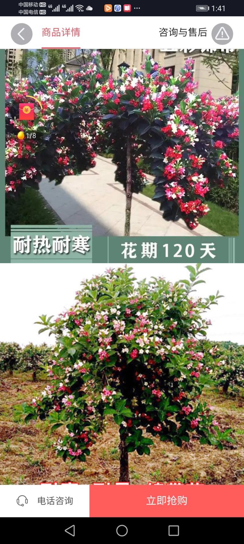 五彩锦带