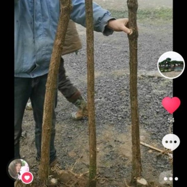 五彩锦带