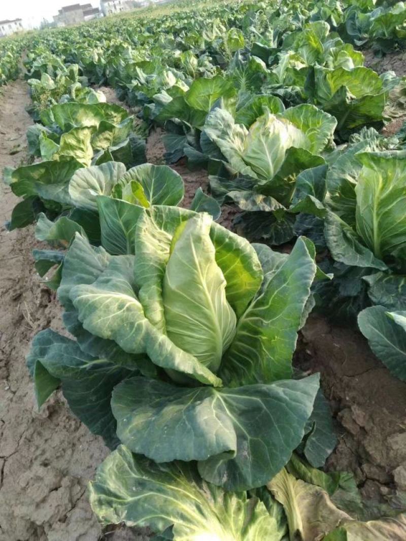 烧烤茄大量供应中海门优质茄果类基地品质保证品种繁多