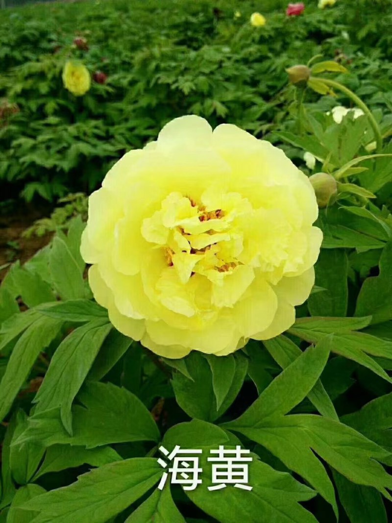 牡丹正宗嫁接大花重瓣开花对版盆栽地栽耐寒耐热带花苞发货