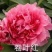 牡丹正宗嫁接大花重瓣开花对版盆栽地栽耐寒耐热带花苞发货