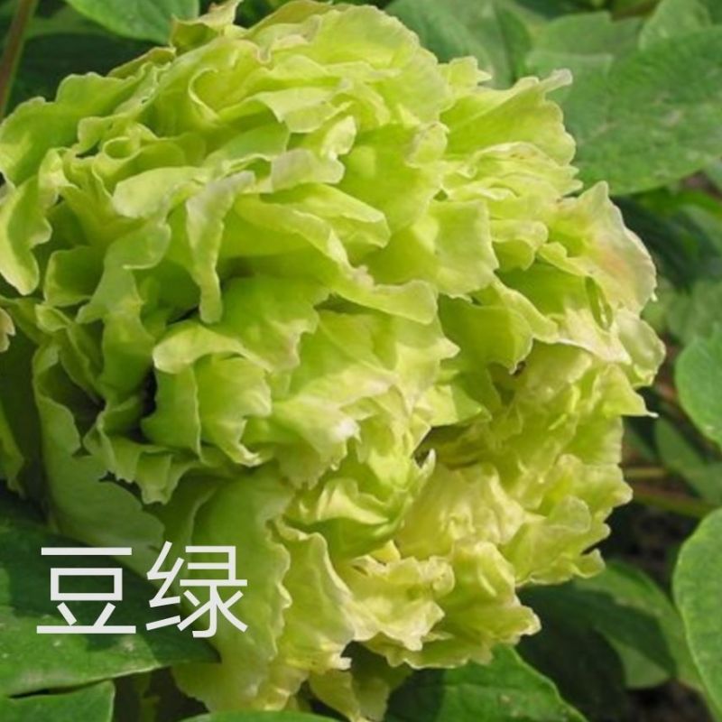牡丹正宗嫁接大花重瓣开花对版盆栽地栽耐寒耐热带花苞发货