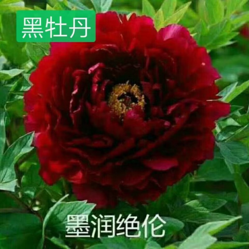 牡丹正宗嫁接大花重瓣开花对版盆栽地栽耐寒耐热带花苞发货