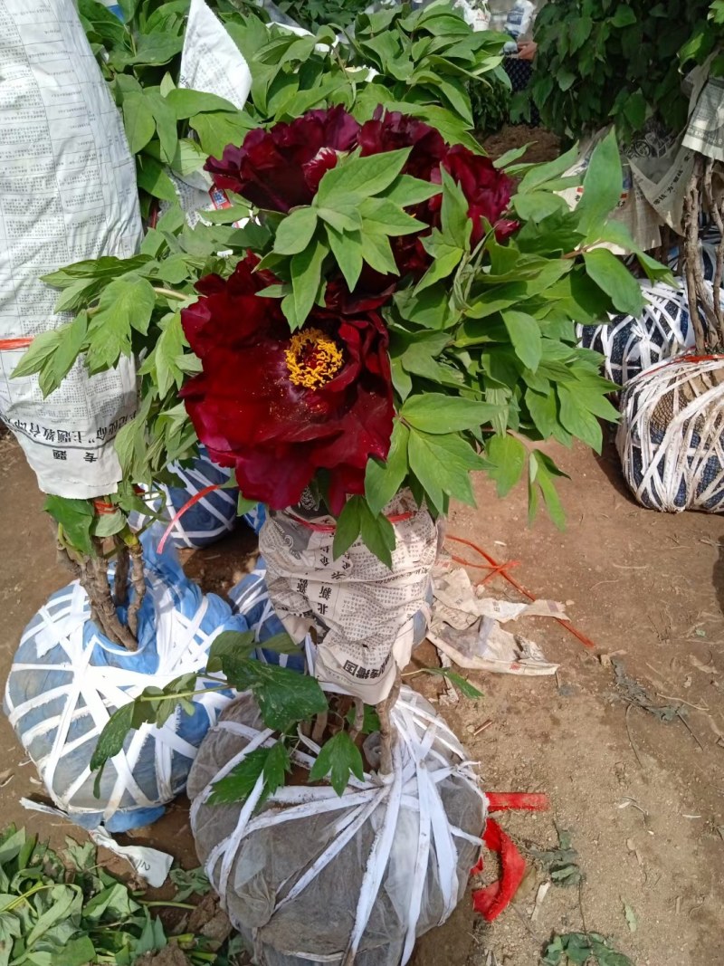 牡丹正宗嫁接大花重瓣开花对版盆栽地栽耐寒耐热带花苞发货