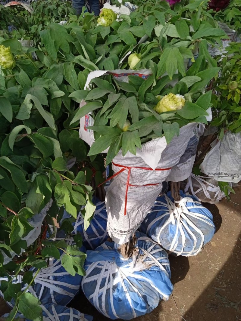 牡丹正宗嫁接大花重瓣开花对版盆栽地栽耐寒耐热带花苞发货