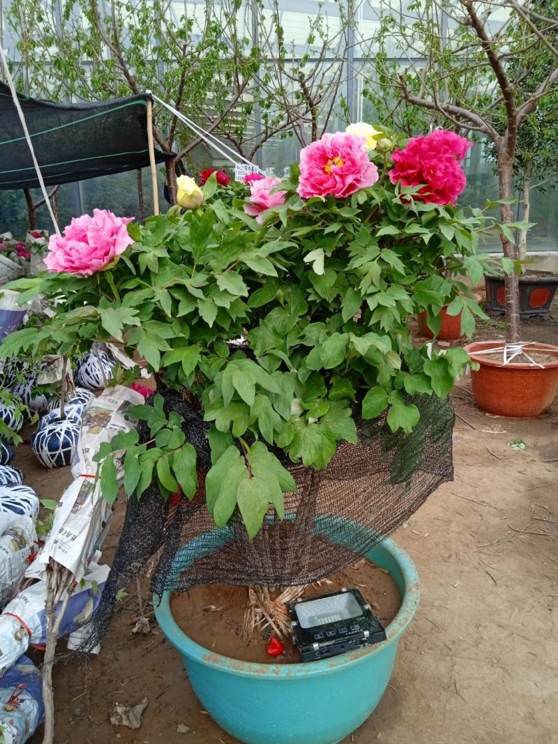 牡丹正宗嫁接大花重瓣开花对版盆栽地栽耐寒耐热带花苞发货