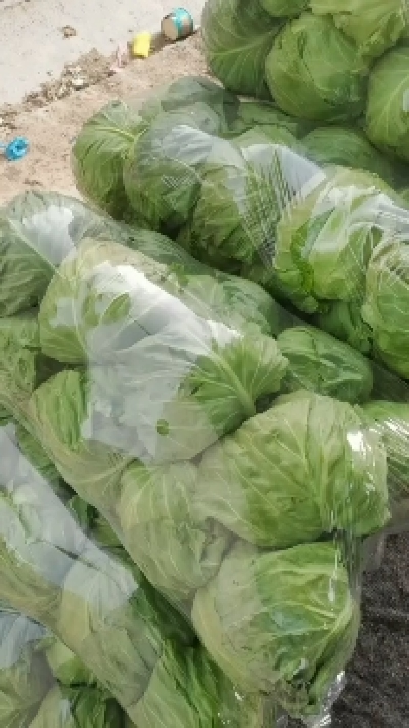河南焦作翠绿甘蓝大量上市，各种精品蔬菜产地直供，量大从优