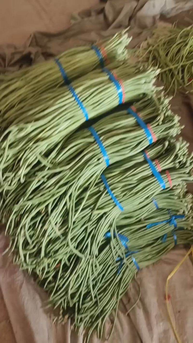 长豆角大量供应，质量非常好，代发全国各地，要的老板联系