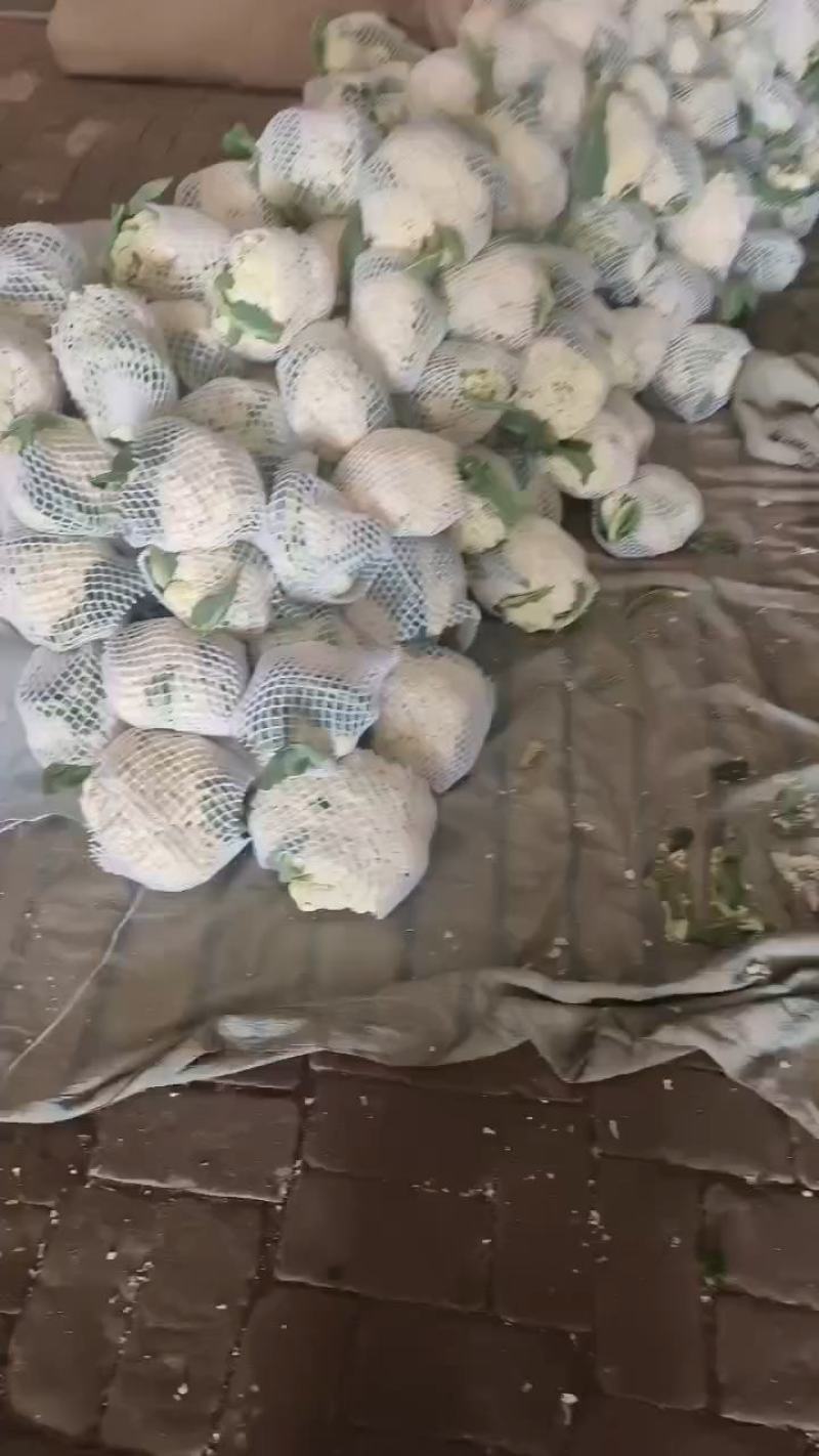 万青梗有机花大量供应，代发全国各地，要的老板联系提前联系
