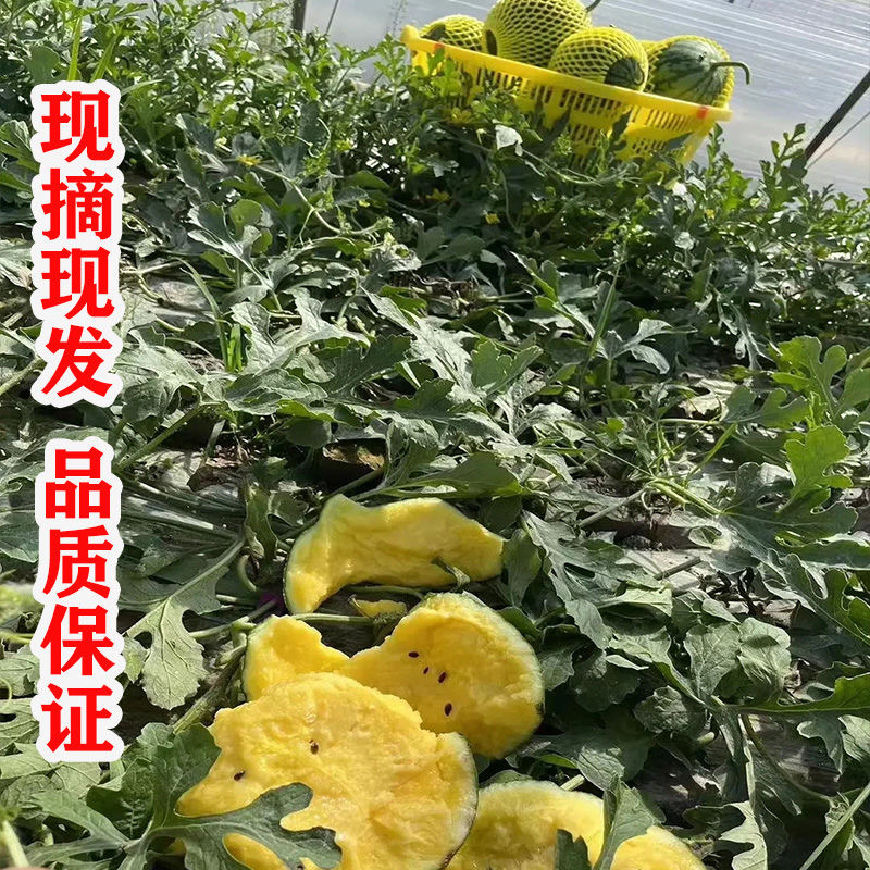 【实力商家】江苏沭阳优选特小凤小兰西瓜供应市场商超电商