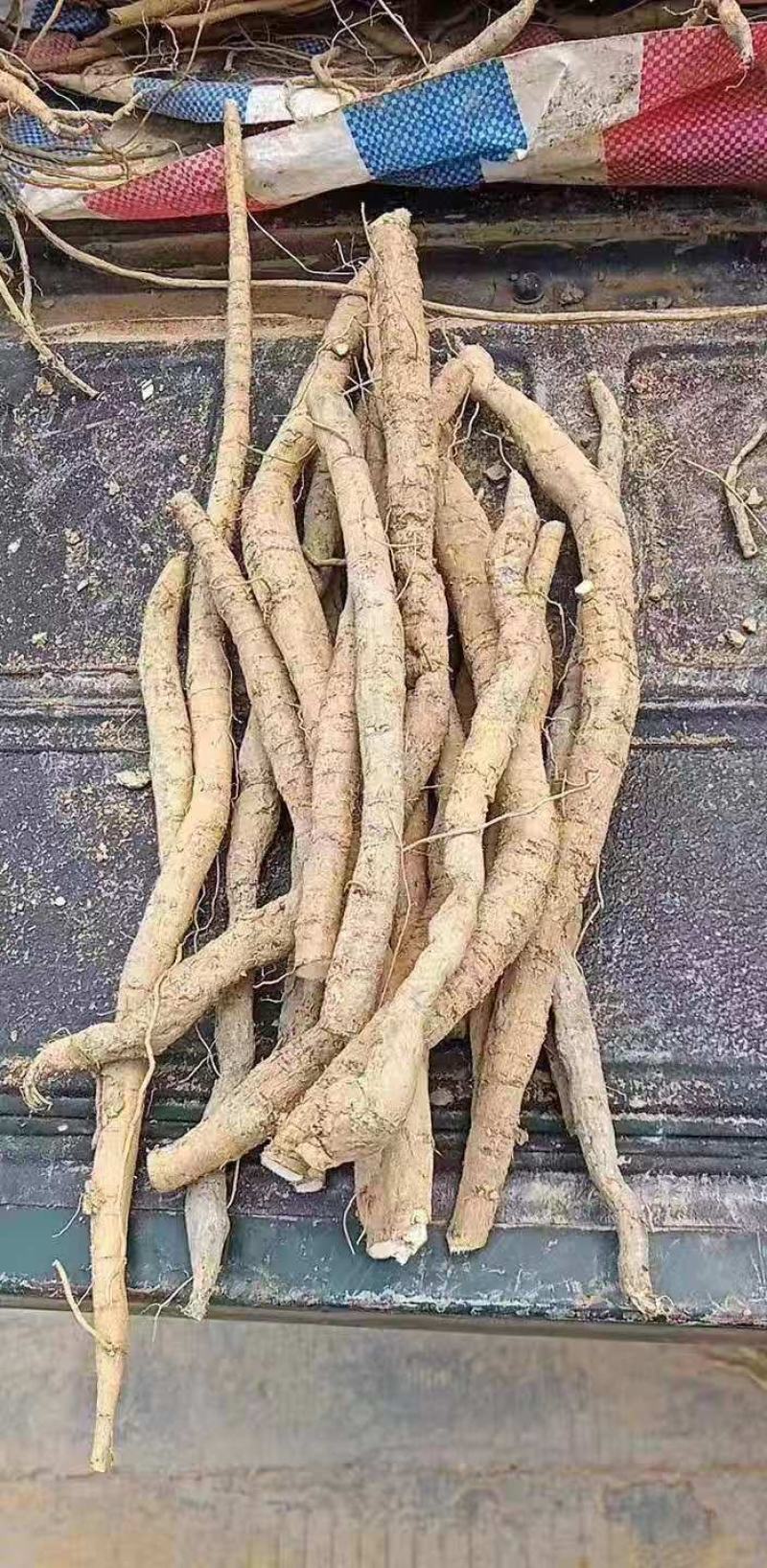 大叶牛大力苗