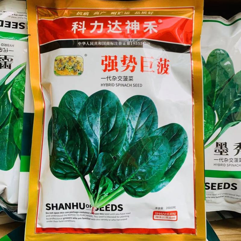 原装杂交菠菜种籽强势巨菠/墨秀春秋两季菠菜种子一代杂交