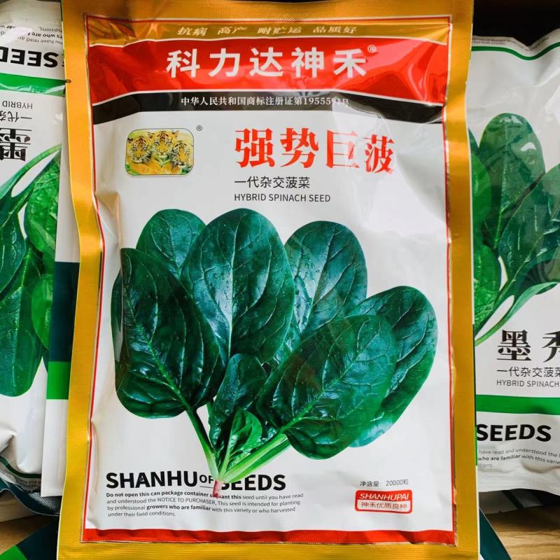 原装杂交菠菜种籽强势巨菠/墨秀春秋两季菠菜种子一代杂交