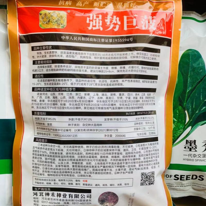 原装杂交菠菜种籽强势巨菠/墨秀春秋两季菠菜种子一代杂交