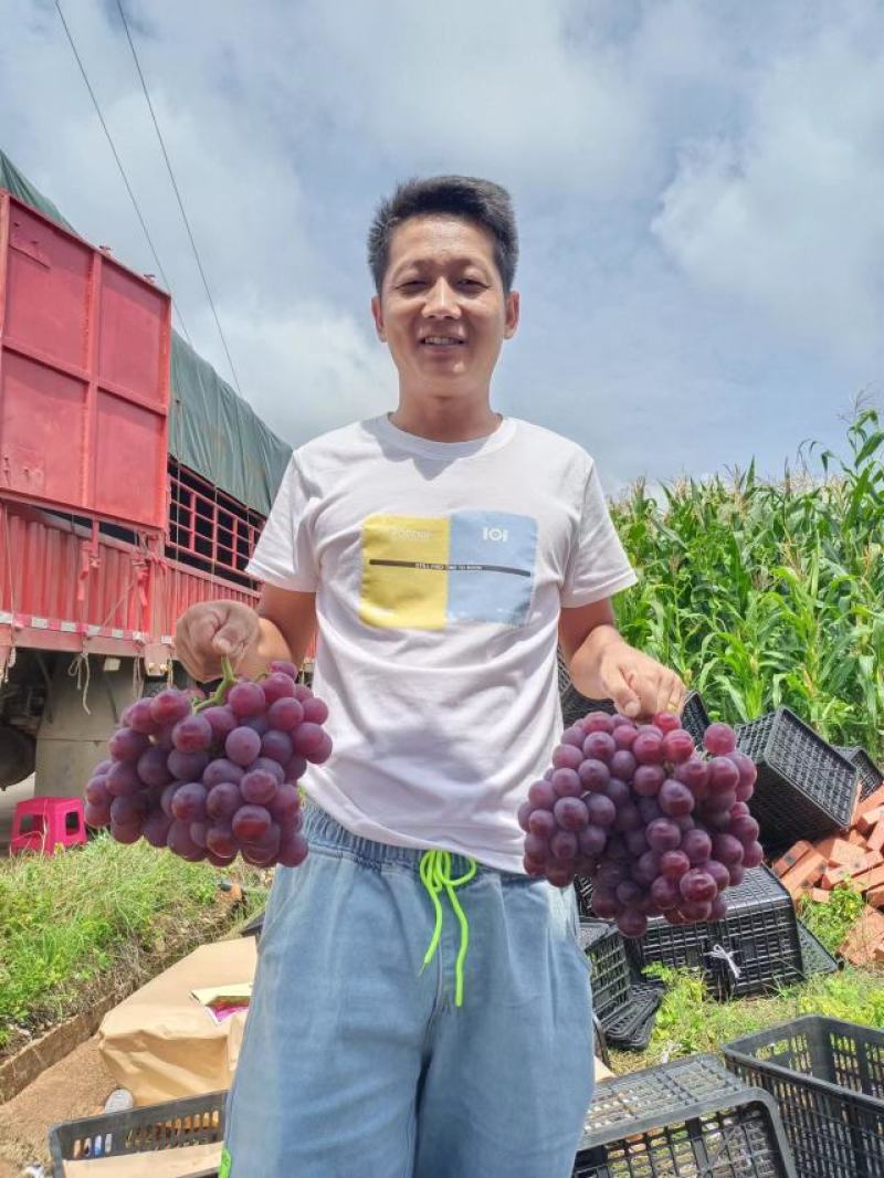云南沃柑云南红提云南克伦生宾川红提葡萄