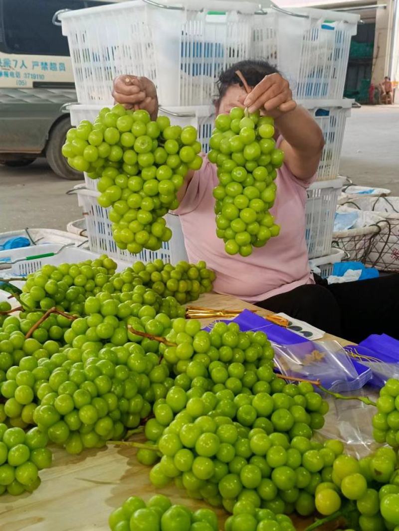 云南沃柑云南红提云南克伦生宾川红提葡萄