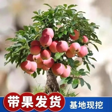红富士冰糖心红苹果苗室内外南北方种植盆栽地栽苹果苗苹果树