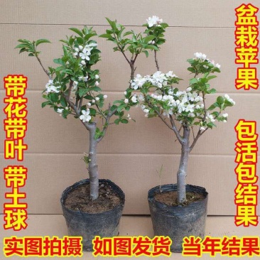 新品种盆栽水果苗矮化苹果树苗盆景南北方种植老桩嫁接果树