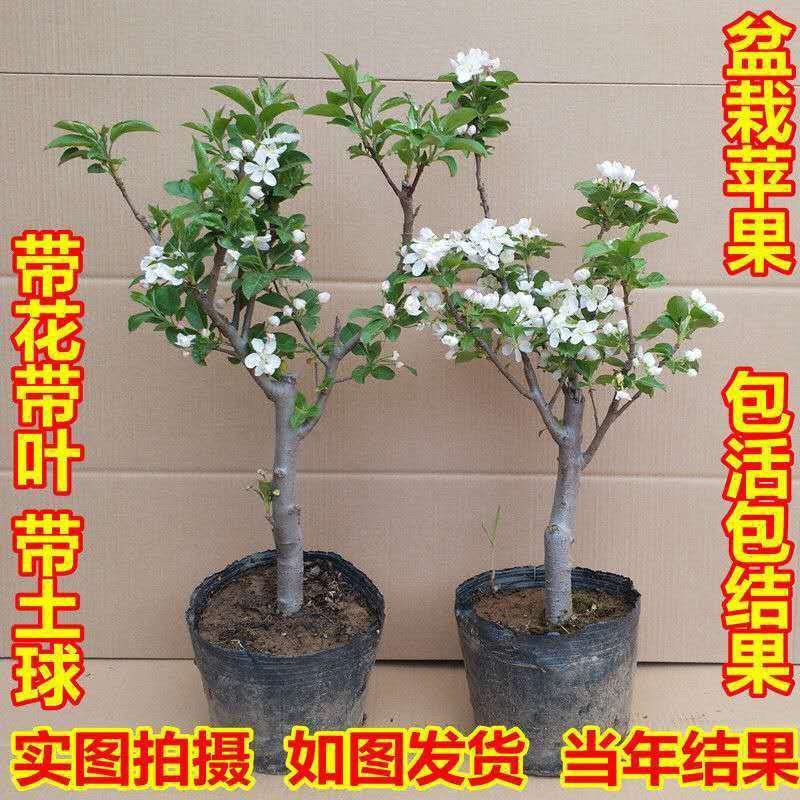 新品种盆栽水果苗矮化苹果树苗盆景南北方种植老桩嫁接果树