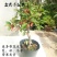 新品种盆栽水果苗矮化苹果树苗盆景南北方种植老桩嫁接果树