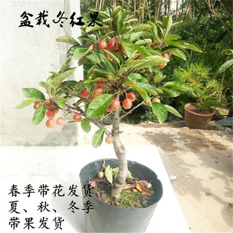 新品种盆栽水果苗矮化苹果树苗盆景南北方种植老桩嫁接果树