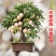 新品种盆栽水果苗矮化苹果树苗盆景南北方种植老桩嫁接果树