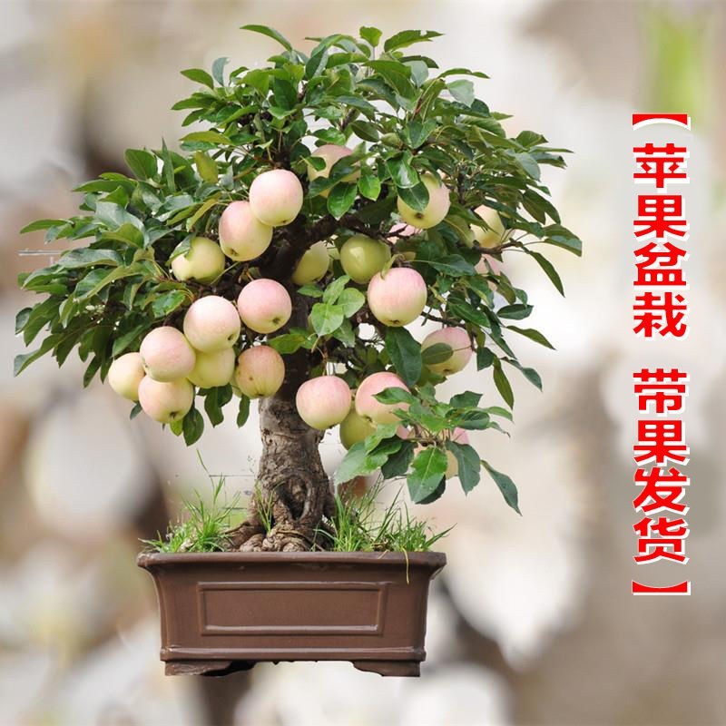 新品种盆栽水果苗矮化苹果树苗盆景南北方种植老桩嫁接果树