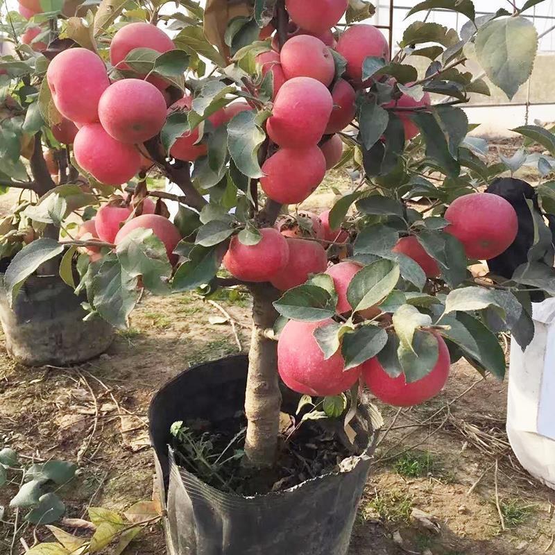新品种盆栽水果苗矮化苹果树苗盆景南北方种植老桩嫁接果树