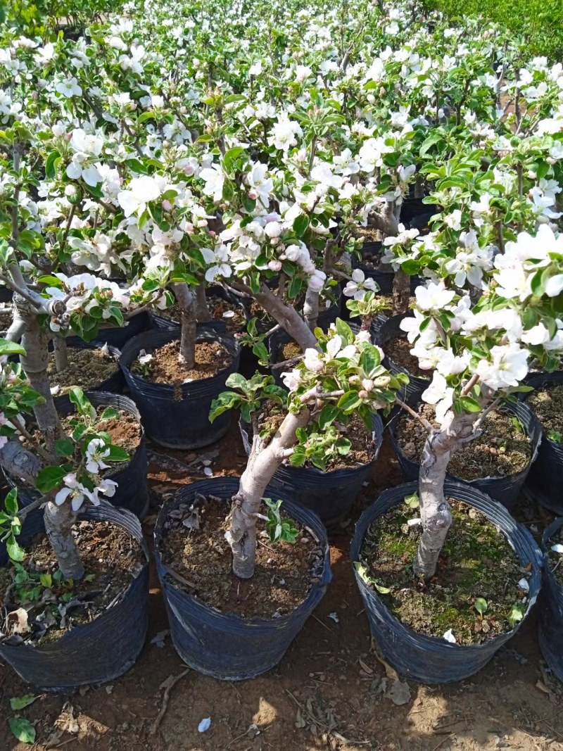 新品种盆栽水果苗矮化苹果树苗盆景南北方种植老桩嫁接果树