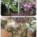 新品种盆栽水果苗矮化苹果树苗盆景南北方种植老桩嫁接果树