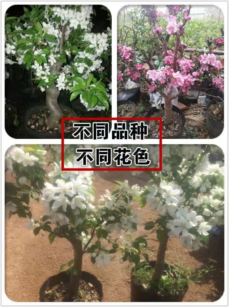 新品种盆栽水果苗矮化苹果树苗盆景南北方种植老桩嫁接果树