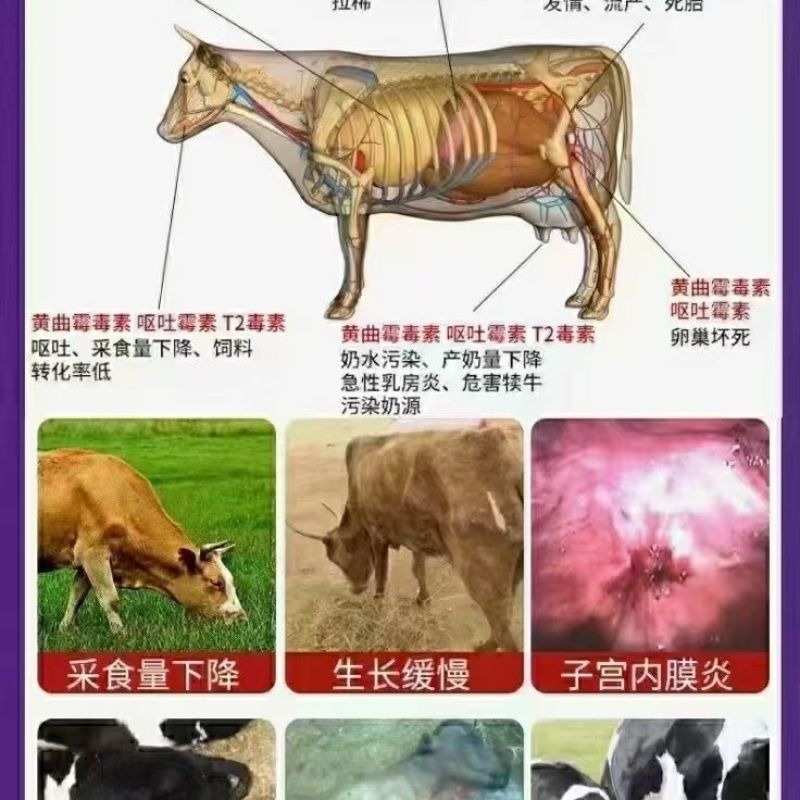 兽用脱霉剂猪牛羊用饲料添加剂玉米禽用脱霉净鸡鸭鹅预混料防