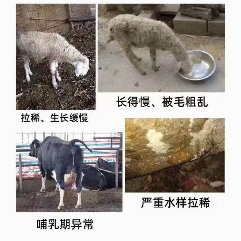 兽用脱霉剂猪牛羊用饲料添加剂玉米禽用脱霉净鸡鸭鹅预混料防
