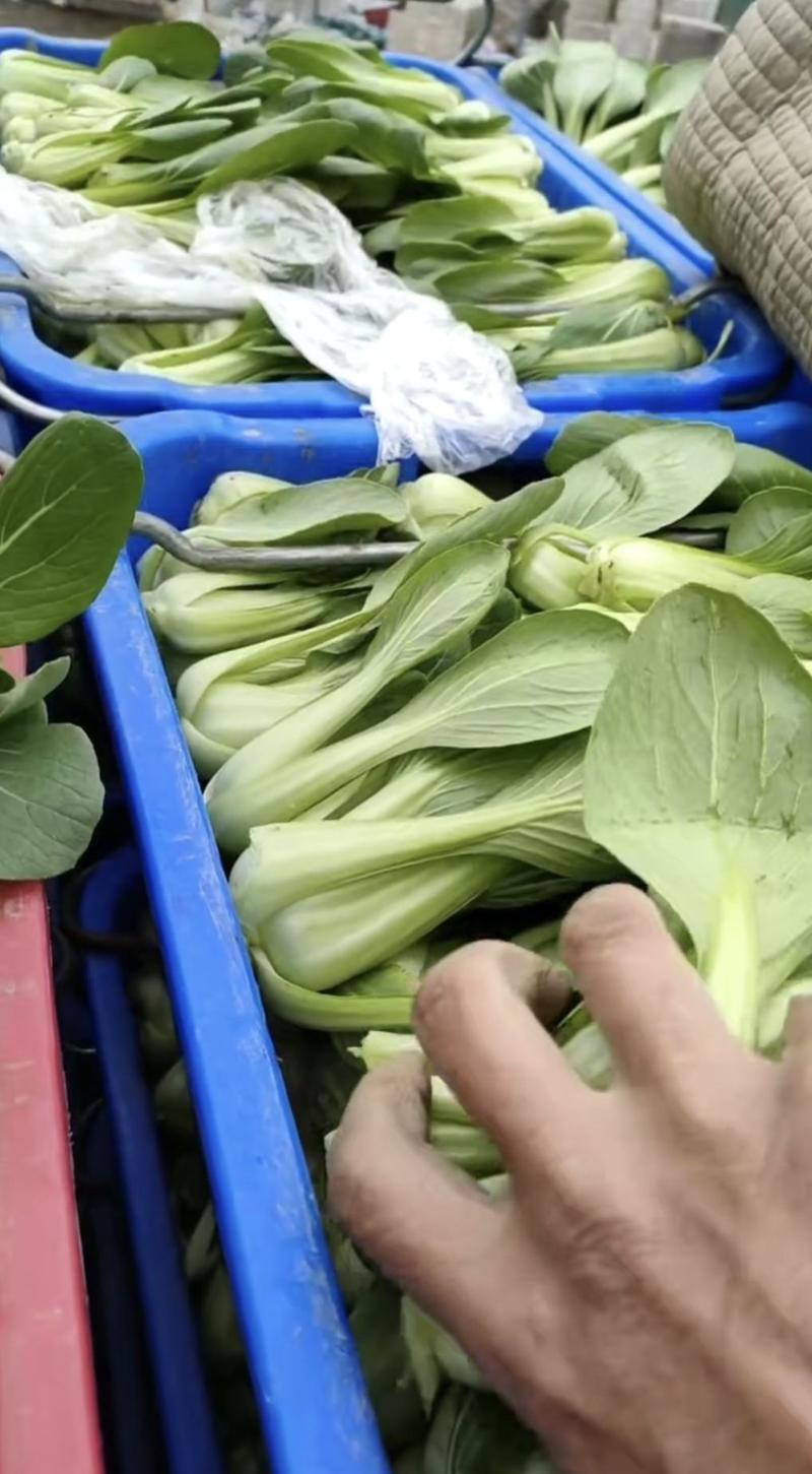 《上海青》油菜对接市场，商超食品厂，代收代发，各种叶类菜