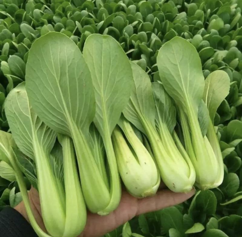 《上海青》小青菜各种叶类菜，代收代发产地直发，商超食品厂