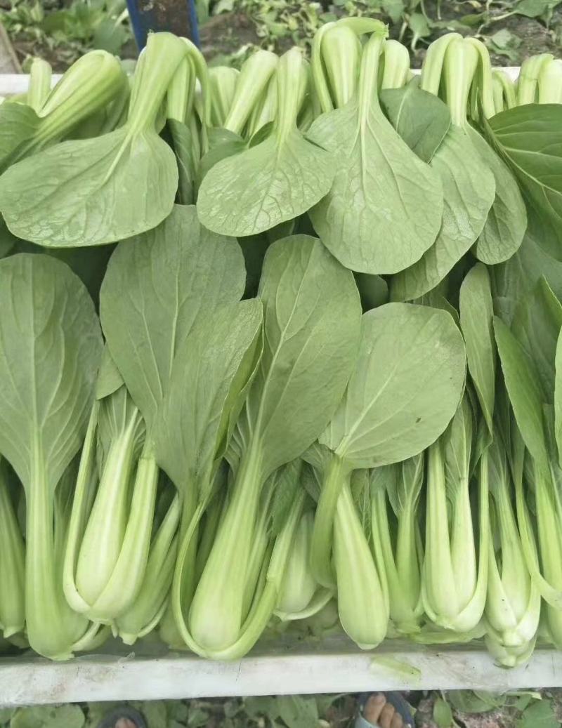 《上海青》小青菜各种叶类菜，代收代发产地直发，商超食品厂