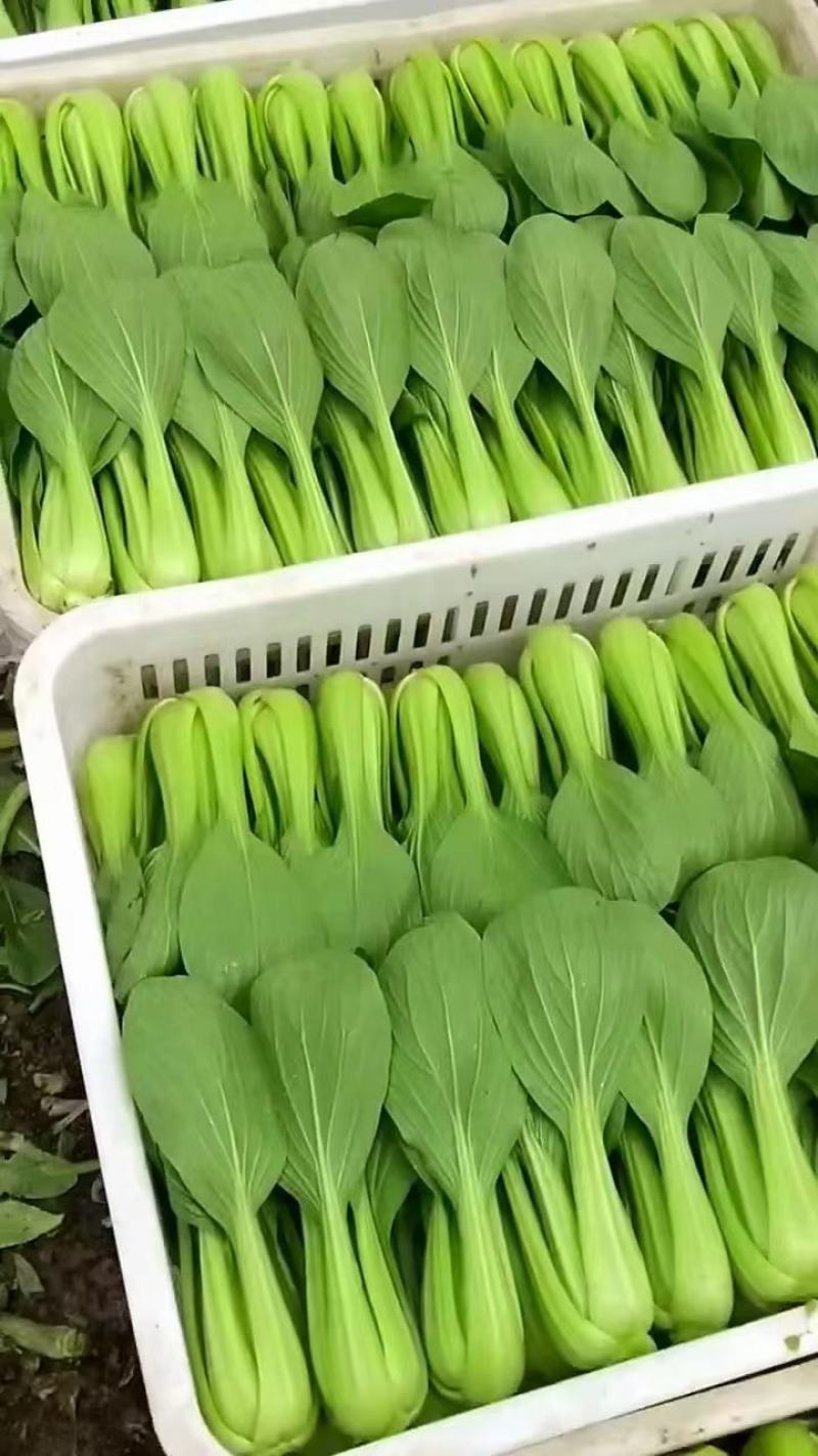 《上海青》小青菜各种叶类菜，代收代发产地直发，商超食品厂