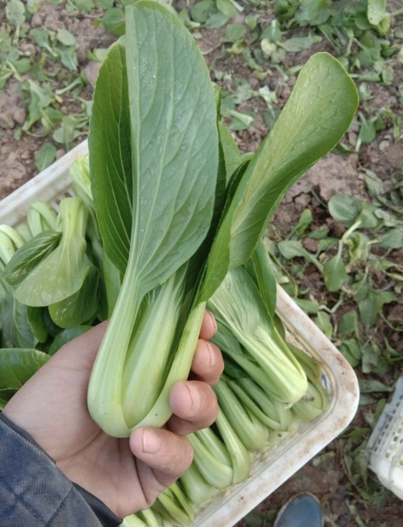 《上海青》小青菜各种叶类菜，代收代发产地直发，商超食品厂