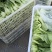 《上海青》小青菜各种叶类菜，代收代发产地直发，商超食品厂