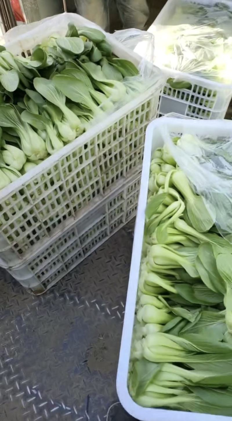 《上海青》小青菜各种叶类菜，代收代发产地直发，商超食品厂