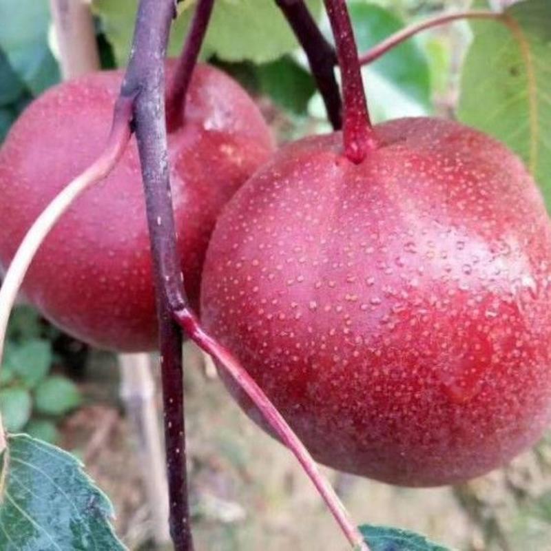 奥红一号梨树苗全红型品种奥冠红梨苗南方北方种植中熟带果发