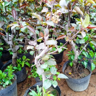 奥红一号梨树苗全红型品种奥冠红梨苗南方北方种植中熟包邮价