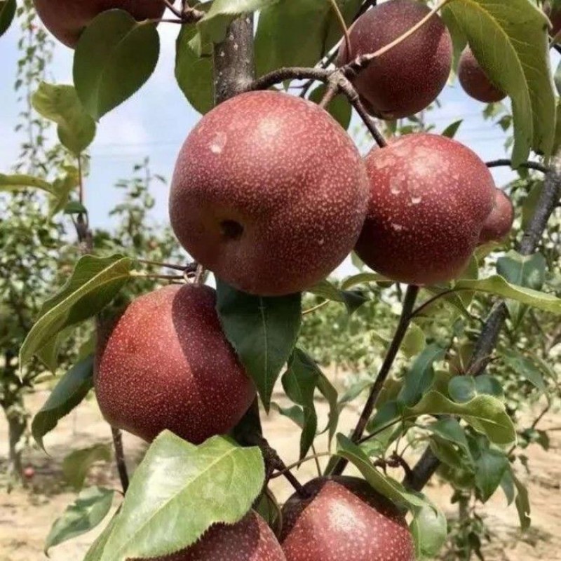 红啤梨树苗盆栽地栽南北方种植带果发货梨苗批发基地包邮